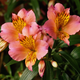 Image for article titled A Complete Guide To Buying Her Flowers